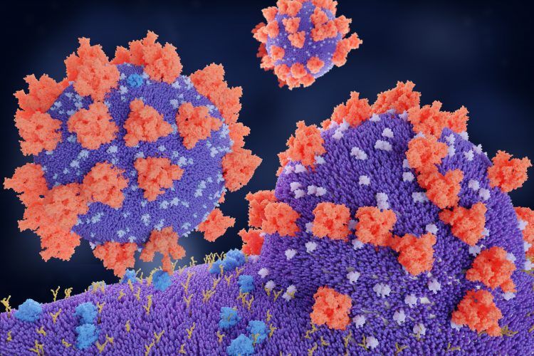 نشریه علمی Cell :کشف  داروی hrsACE2 را بر روی ویروس کرونا