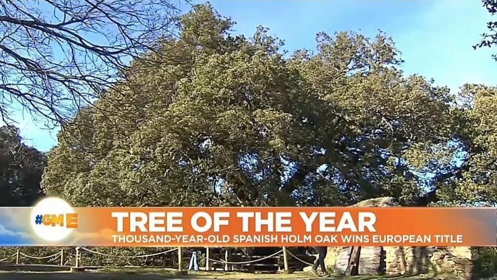 درخت سال اروپا چند صد ساله است؟